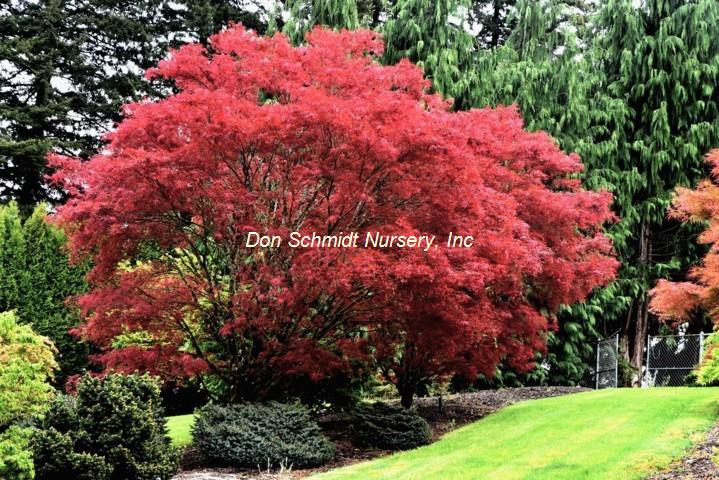 Acer palmatum 'Atrolineare'
