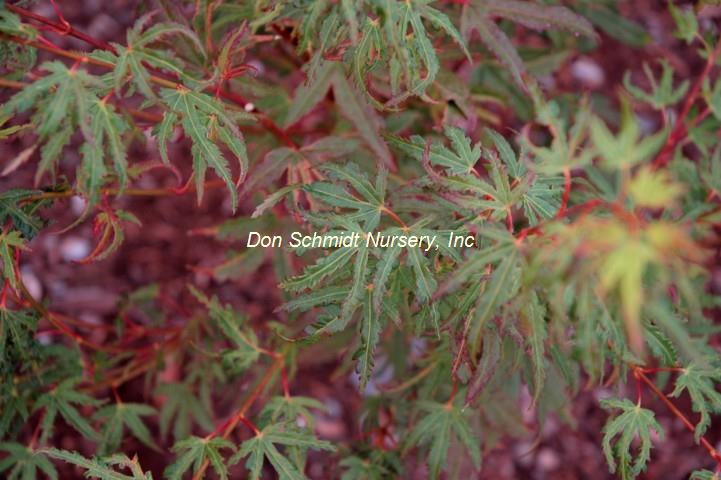 Acer palmatum 'Hoshi Kuzu'