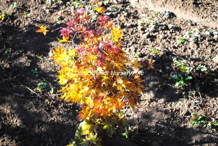 Acer palmatum 'Beni Hoshi'