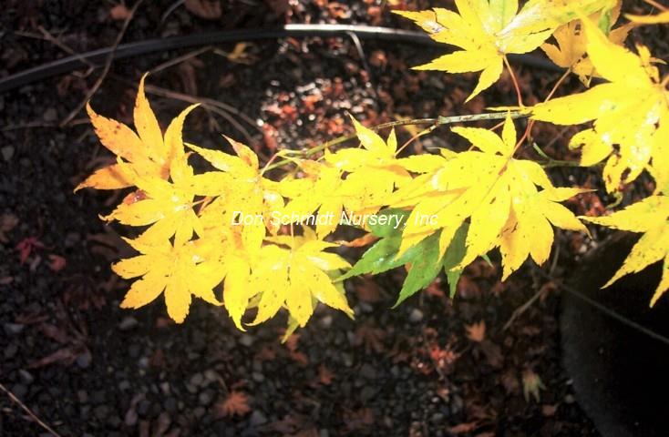 Acer palmatum 'Aoyagi'