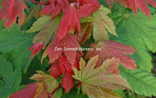 Acer japonicum 'Vitifolium'