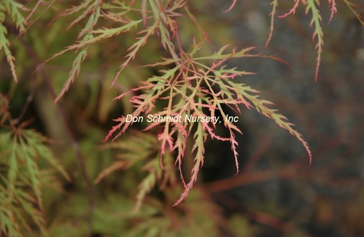 Acer palmatum 'Green Mist'