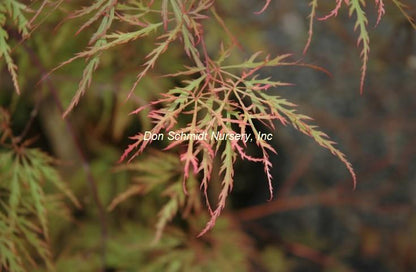 Acer palmatum 'Green Mist'