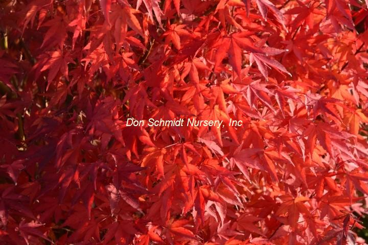 Acer palmatum 'Tsukasa Silhoutte'