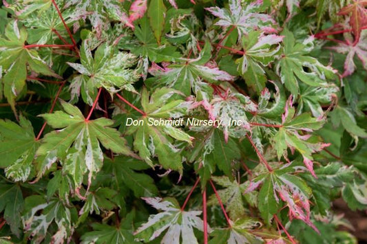 Acer palmatum 'Tsuru No Mai'
