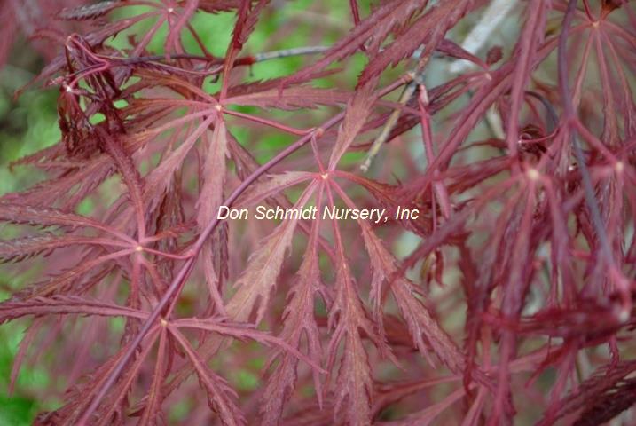 Acer palmatum 'Heartbeat'