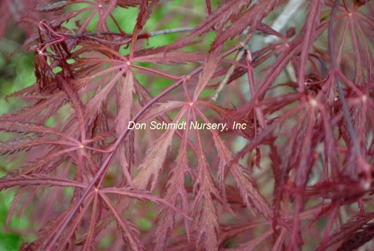 Acer palmatum 'Heartbeat'