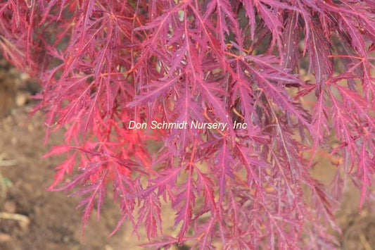 Acer palmatum 'Pendulum Julian'