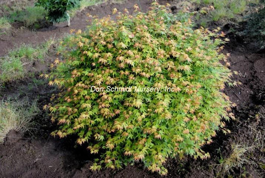 Acer palmatum 'Coonara Pygmy'