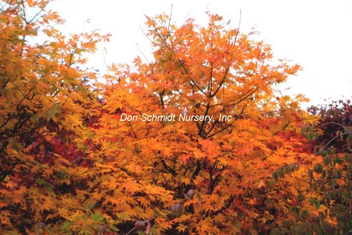 Acer palmatum 'Kurabu Yama'