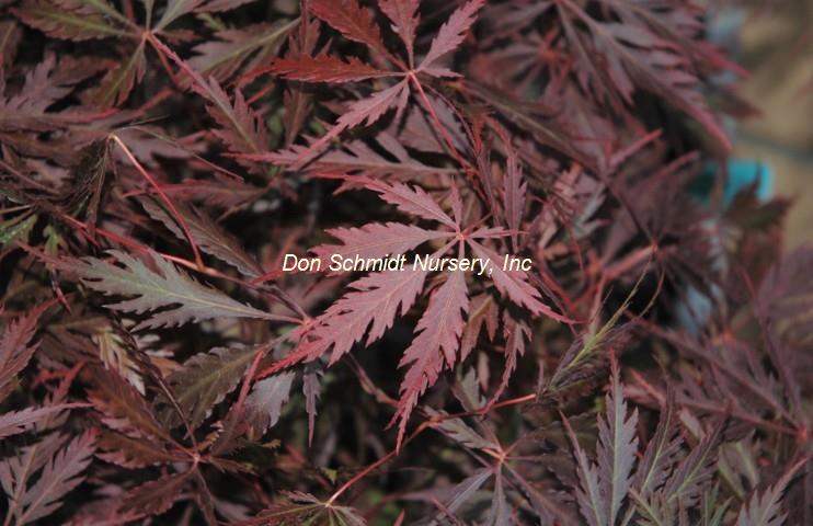 Acer japonicum 'Stella Rosa'
