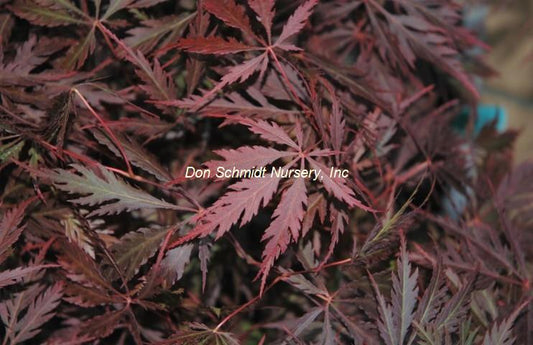 Acer japonicum 'Stella Rosa'