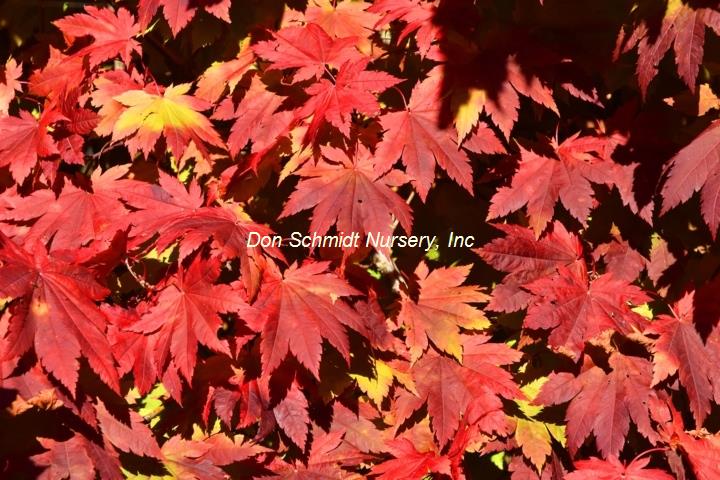 Acer japonicum 'Vitifolium'