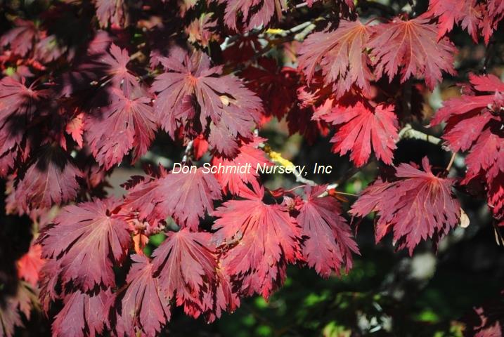 Acer japonicum 'Aconitifolium'
