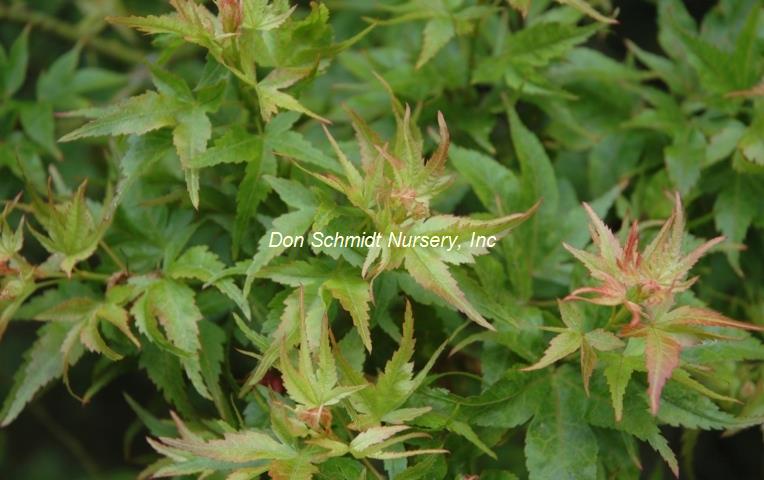 Acer palmatum 'Ryuzu'
