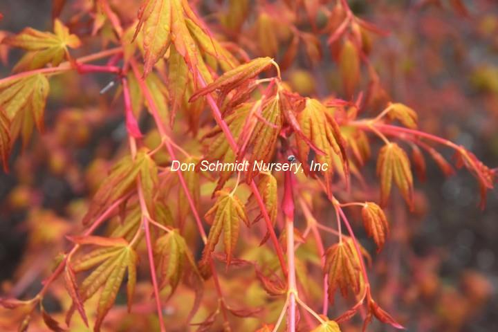 Acer palmatum 'Katsura Hime'