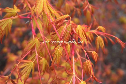 Acer palmatum 'Katsura Hime'