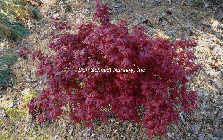 Acer palmatum 'Aratama'