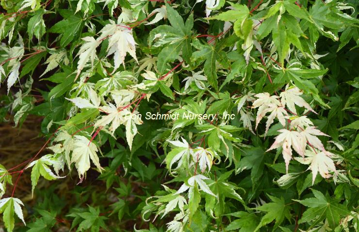 Acer palmatum 'Kotobuki' RARE
