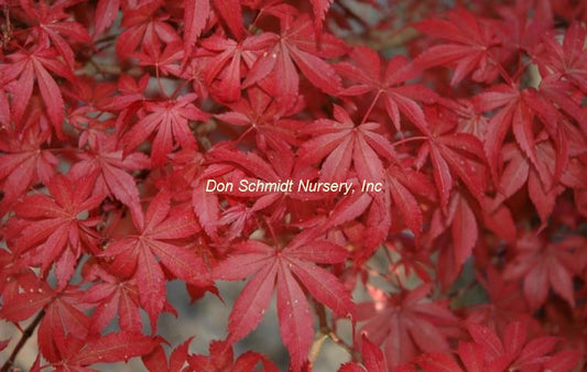 Acer palmatum 'Skeeter's Broom'