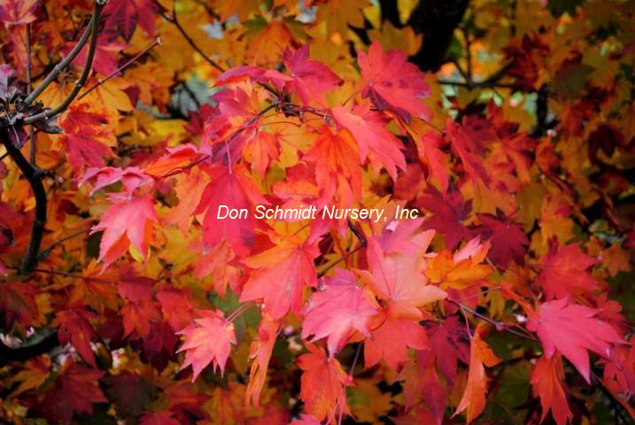 Acer sieboldianum 'Mikasayama'