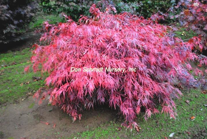 Acer palmatum 'Autumn Fire'