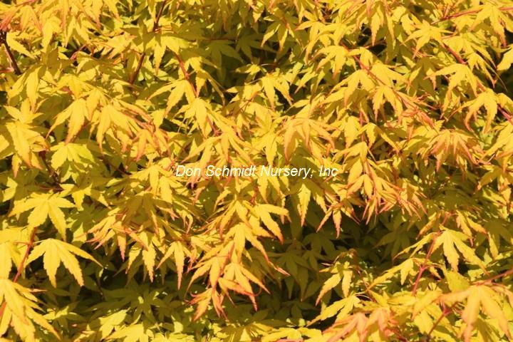 Acer palmatum 'Katsura Hime'