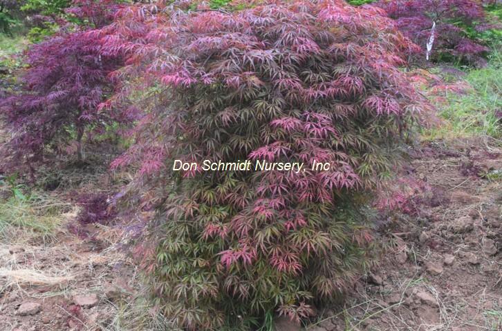 Acer palmatum 'Heartbeat'