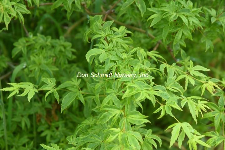 Acer palmatum 'Asagi Nishiki'