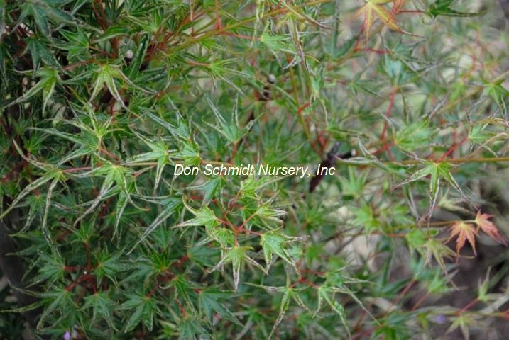Acer palmatum 'Hippy Fin Mo'