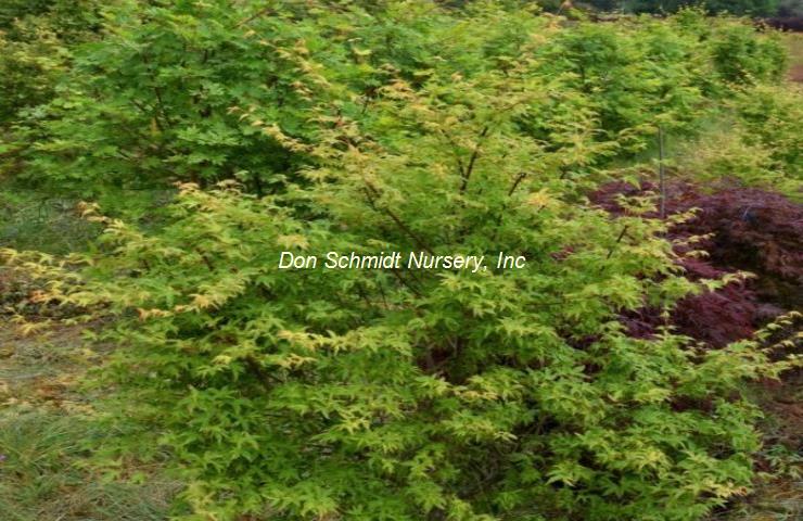 Acer palmatum 'Asagi Nishiki'