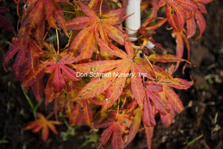 Acer palmatum 'Winter Gold'