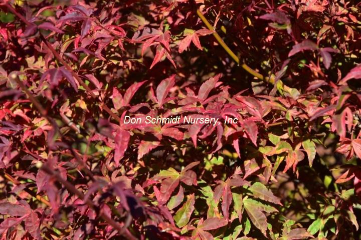 Acer palmatum 'Asagi Nishiki'