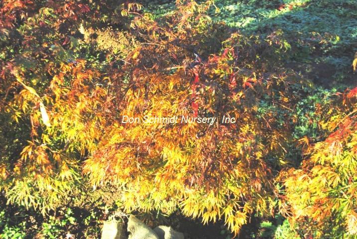 Acer palmatum 'Midori No Teiboku'