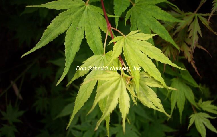 Acer palmatum 'Aoyagi'