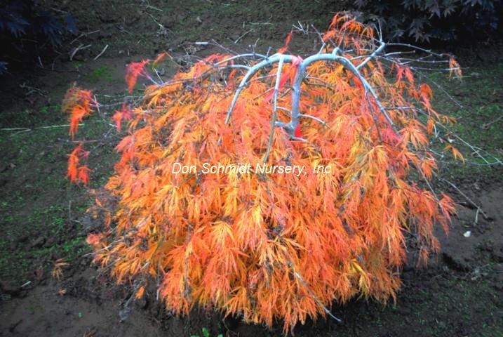 Acer palmatum 'Sunset'