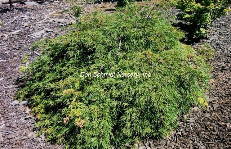 Acer palmatum 'Midori No Teiboku'