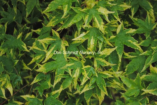 Acer palmatum 'Sagara Nishiki'