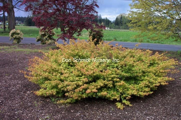 Acer palmatum 'Kiyohime Yatsubusa'