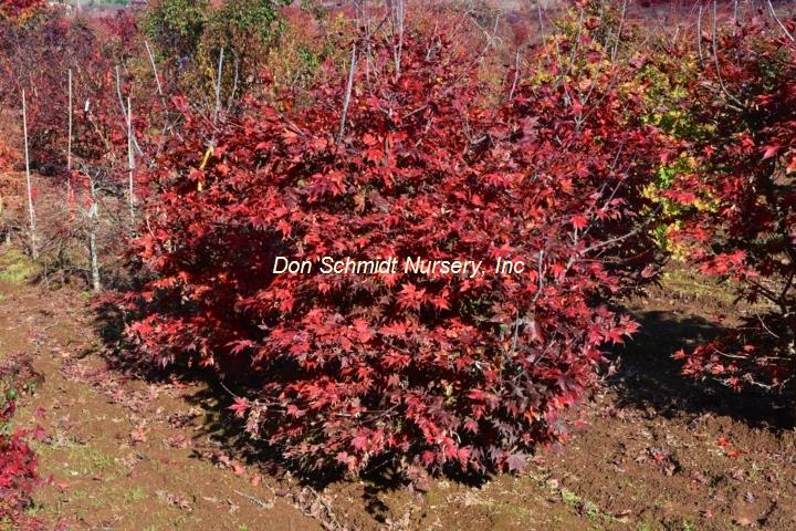 Acer palmatum 'Tsuma Beni'