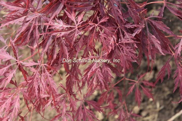 Acer palmatum 'Pendulum Julian'