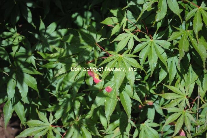 Acer palmatum 'Kurabu Yama'