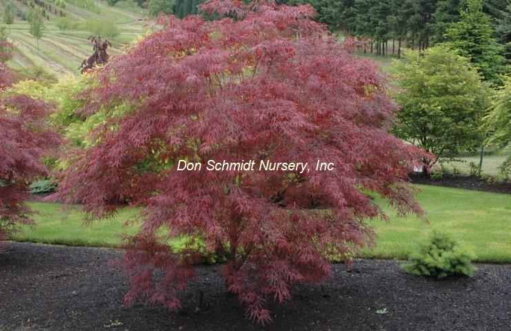 Acer palmatum 'Atrolineare'