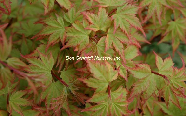 Acer palmatum 'Sagara Nishiki'