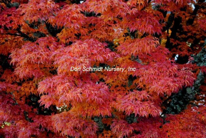 Acer palmatum 'Shishigashira'