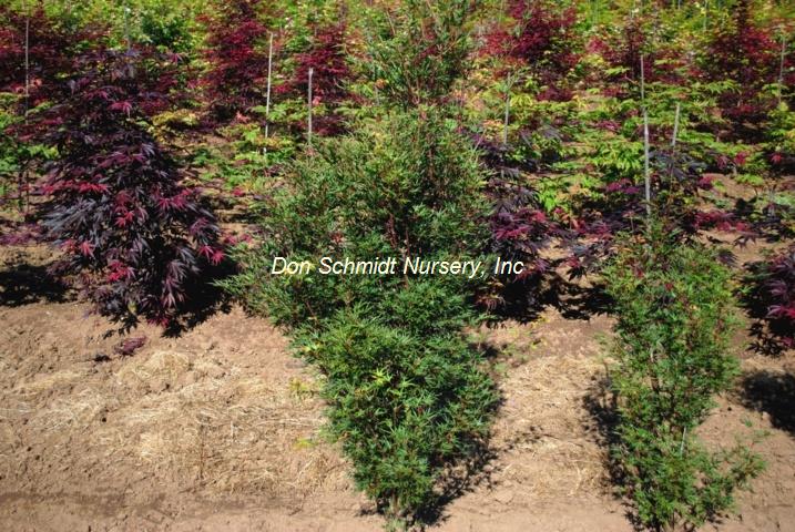 Acer palmatum 'Hippy Fin Mo'