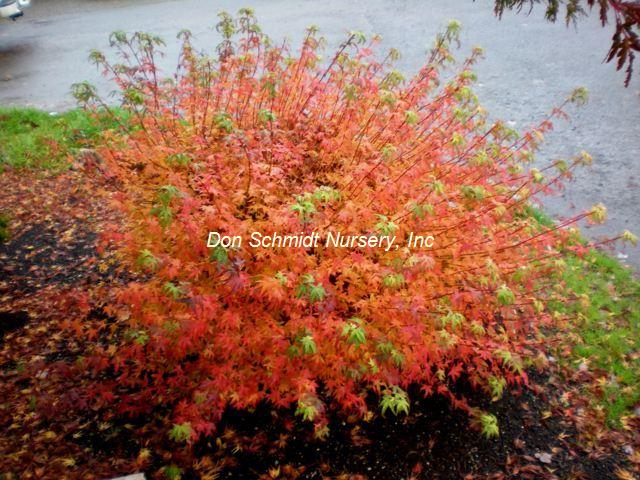 Acer palmatum 'Matthew'