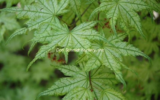 Acer palmatum 'Shigitatsu Sawa'
