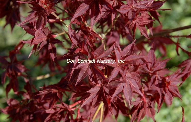 Acer palmatum 'Beni Hoshi'