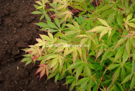Acer palmatum 'Winter Gold'
